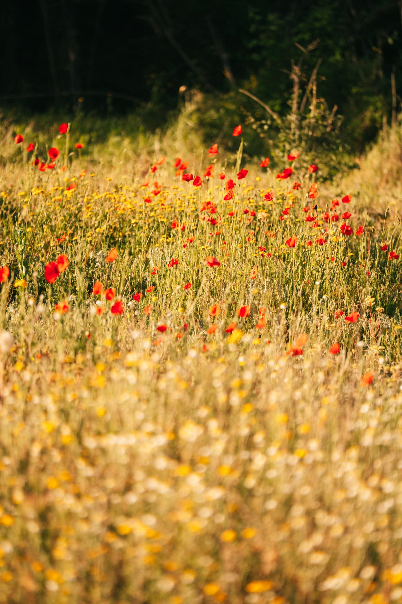 A meadow of wild poppies and grasses in late afternoon light
