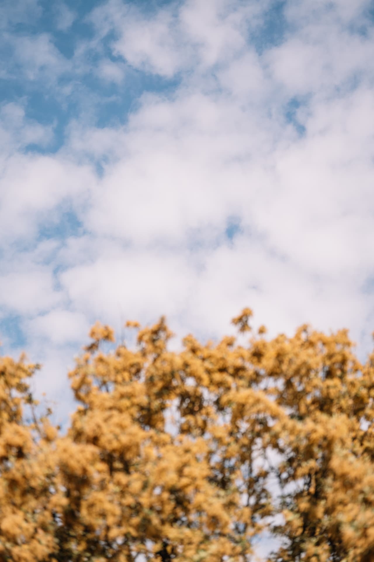 Yellow flowering trees against a bright blue sky